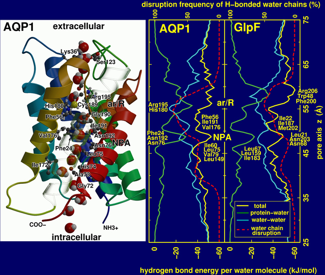 Water pathway and hydrogen bond statistics through AQP1 and GlpF