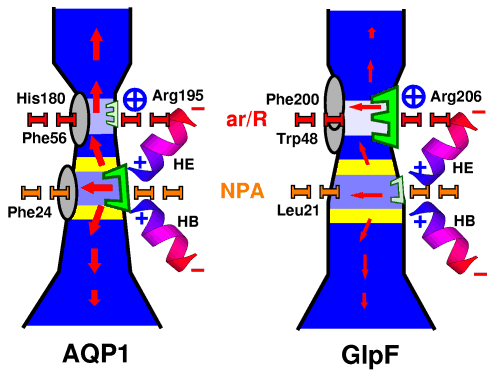 Schematic representation of the water pathway through AQP1 and
GlpF