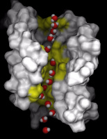 Pathway of a water molecule through AQP1